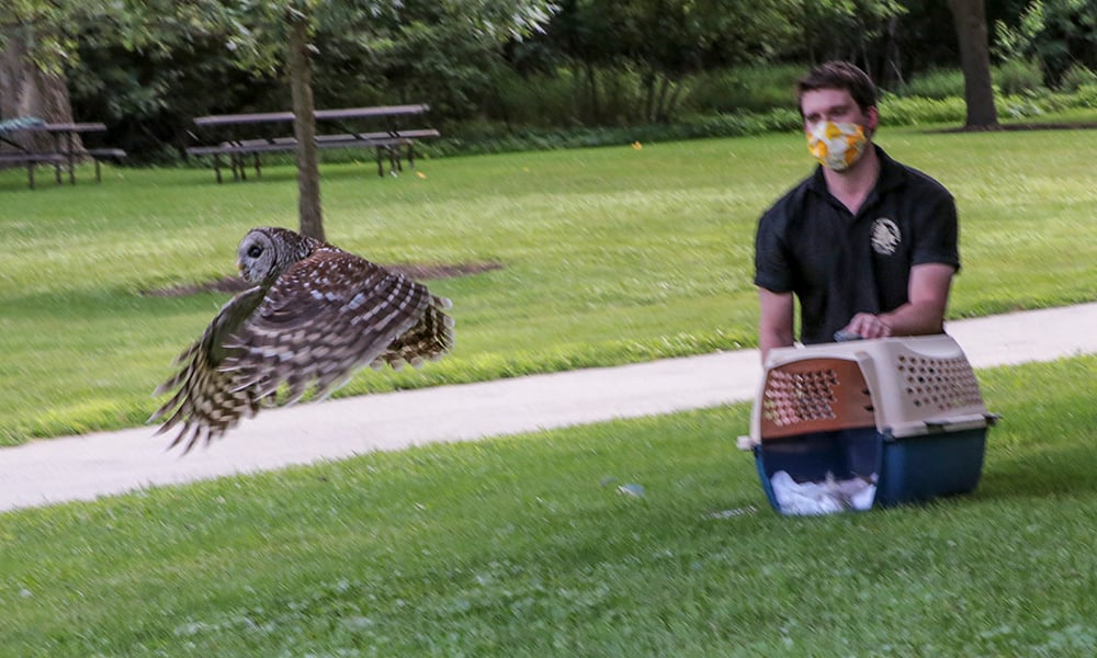 barred-owl-flying