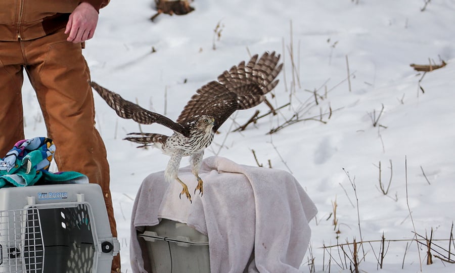 A Cooper's hawk flies away from its cage and handler.