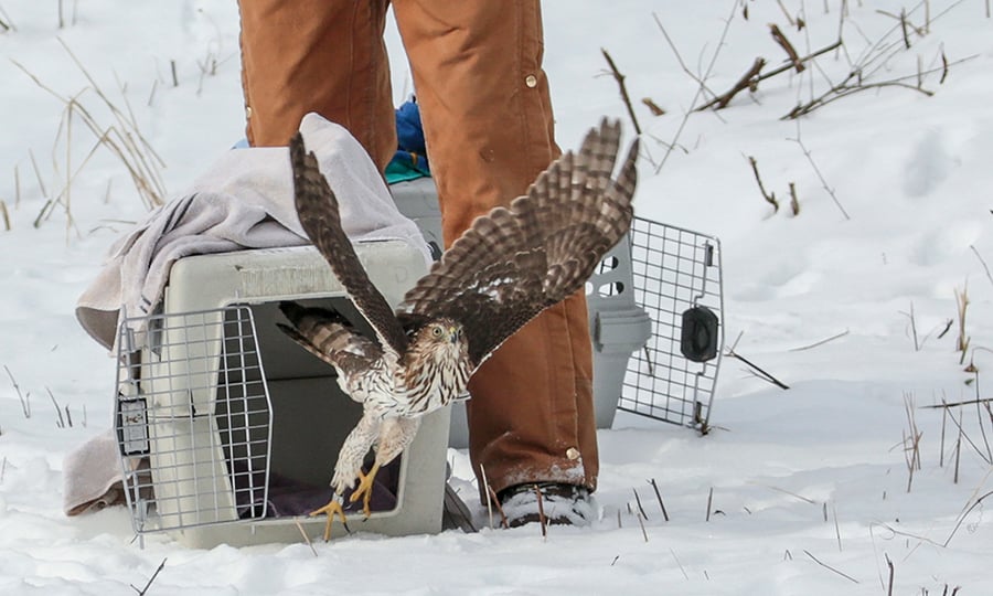 A Cooper's hawk exits a crate and takes flight.
