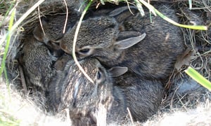 Places To Go Willowbrook Wildlife Center Rescue Advice Baby Cottontail