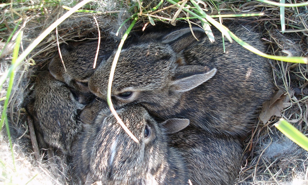 eastern-cottontails-in-nest