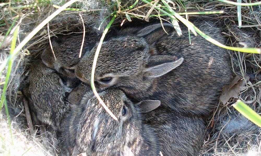 eastern-cottontails-in-nest