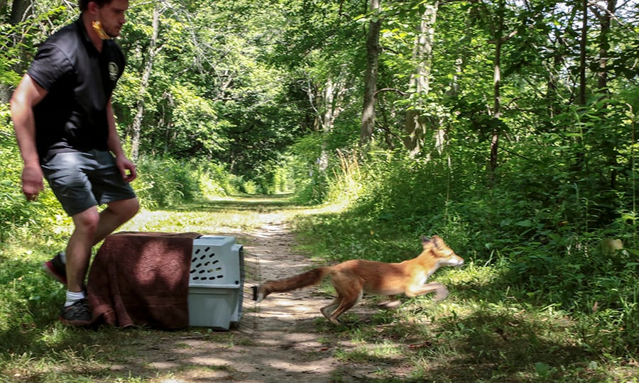 The fox quickly exits the crate toward thick brush.