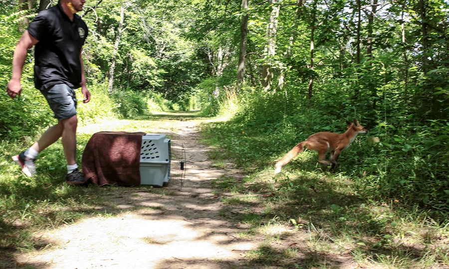 The fox bounds into the brush beside a hiking trail and crate where he was released.
