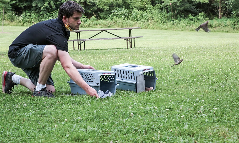 house-finch-release