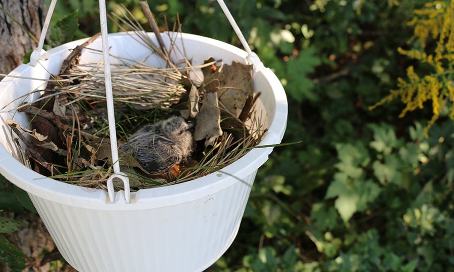 A flower pot functions as a makeshift nest and holds a duckling.
