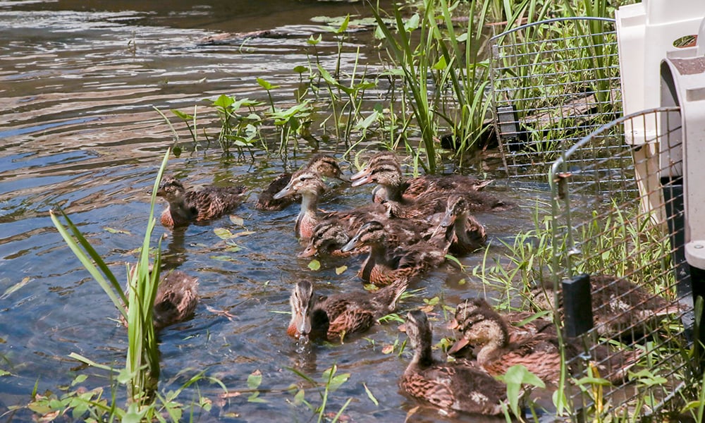 mallard-ducks