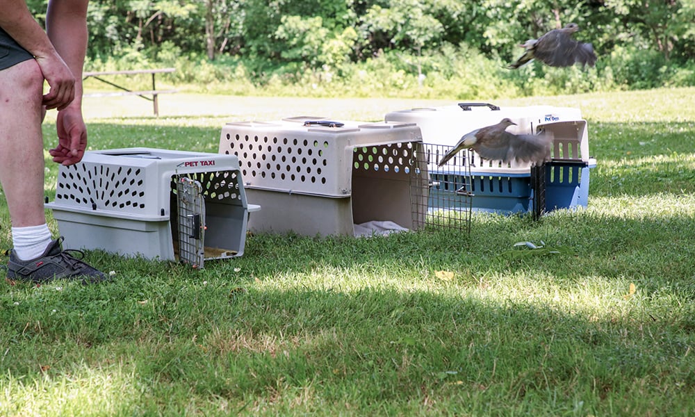 mourning-dove-release