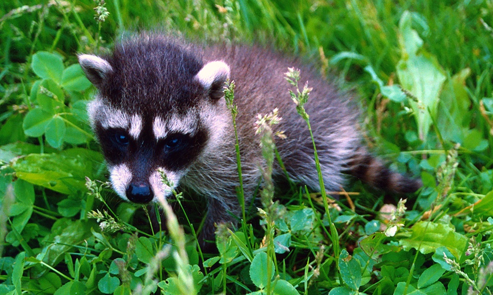 adopt a raccoon near me