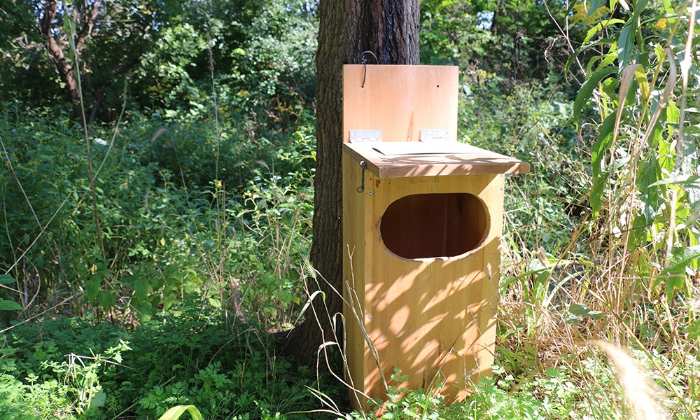 raccoon-nest-box-base-of-tree