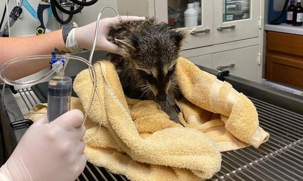 raccoon-towel-table
