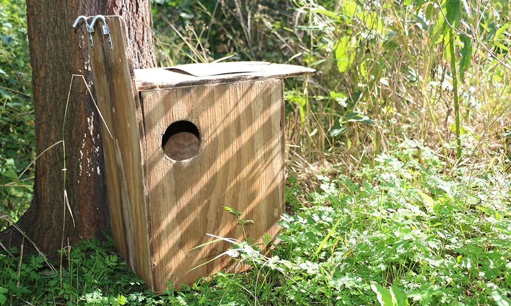 squirrel-nest-box-base-of-tree