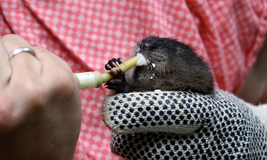 A baby mink holds the straw end of a bottle while feeding.
