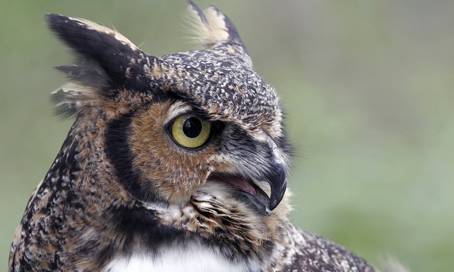 A profile shot of an owl with its mouth open.