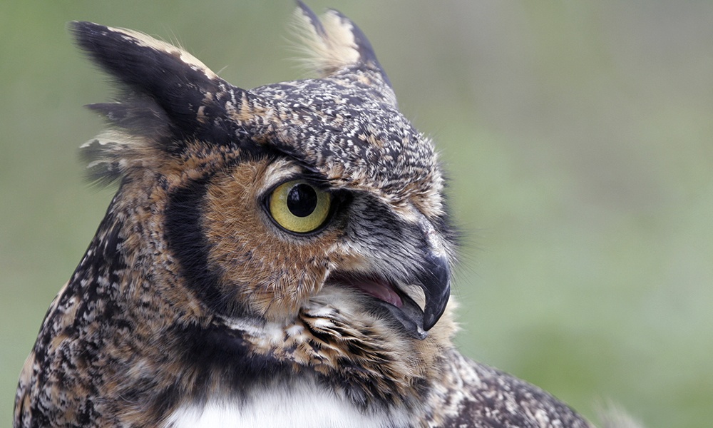 willowbrook-great-horned-owl-tonka