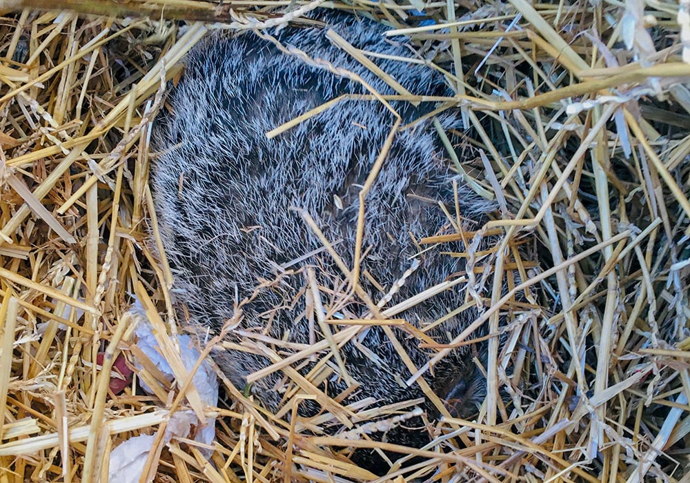 woodchuck-hibernating