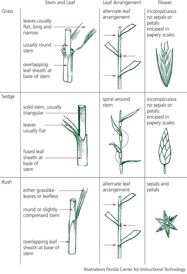illustrations showing differences between grasses, sedges and edges