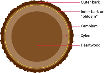 illustration showing the layers of a tree trunk