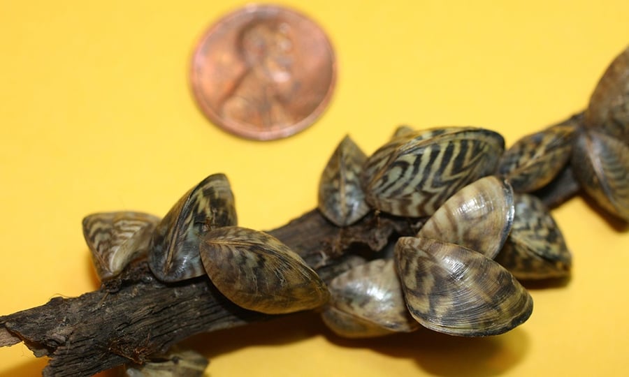 Zebra mussels are pictured next to a penny, which is about the size of a mussel.