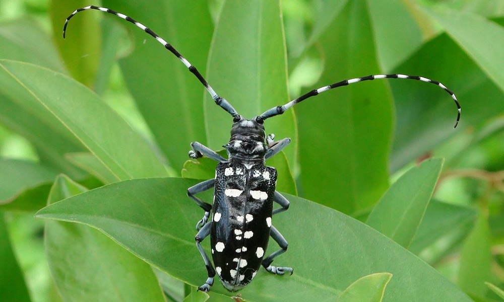 Asian-long-horned-beetle-NatureServe