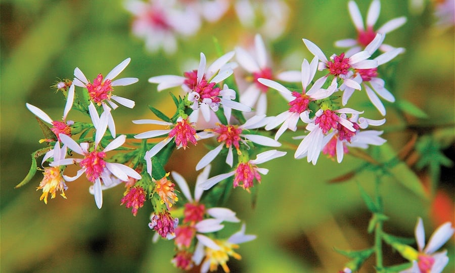 White and pink flowers in the beginning stages of blooming.