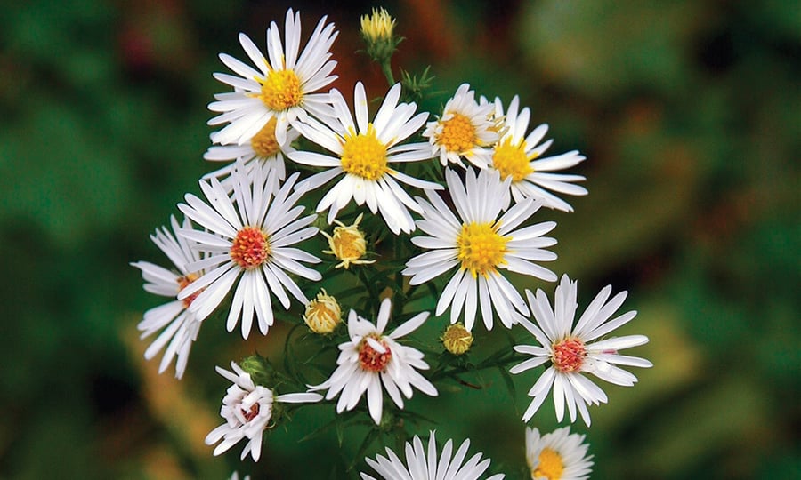 White and yellow flowers in bloom.