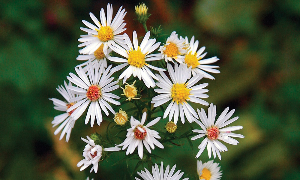 Panicled-aster-Dan-Mullen.jpg
