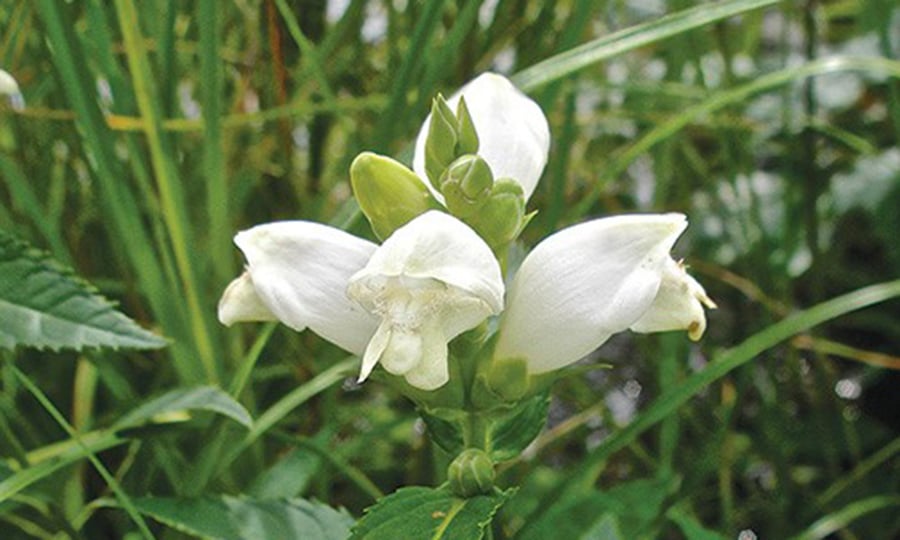 A green plant with a white flower blossoming.