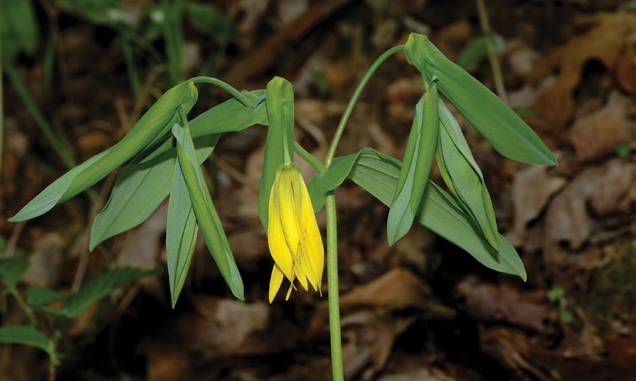 A yellow flower droops from a green plant.