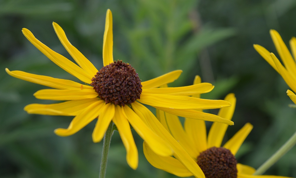 black-eyed-susan