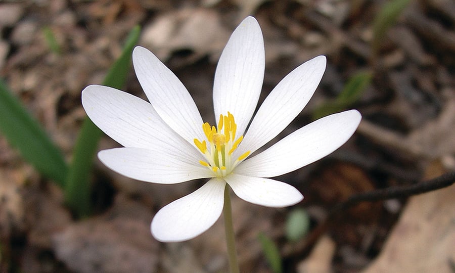 White and yellow flowers bloom in early spring.