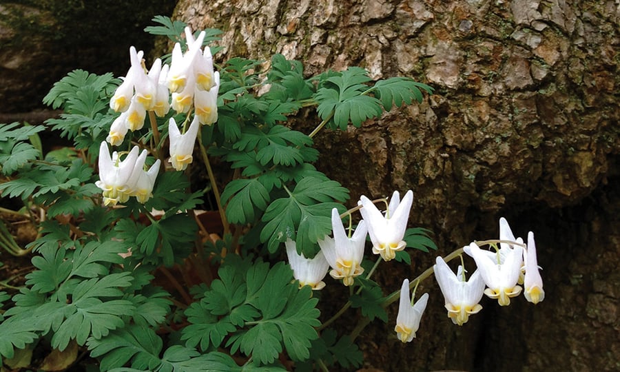 White and yellow flowers bloom next to a tree trunk.
