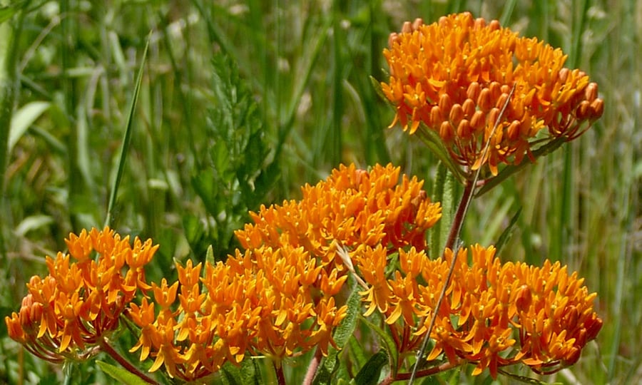 Orange plants bloom in a field.
