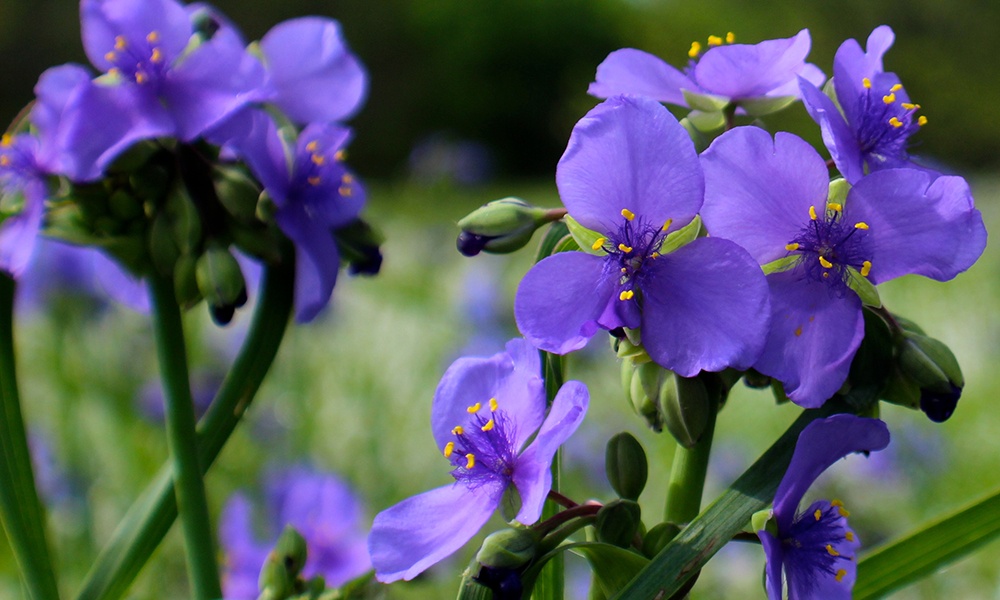 common-spiderwort