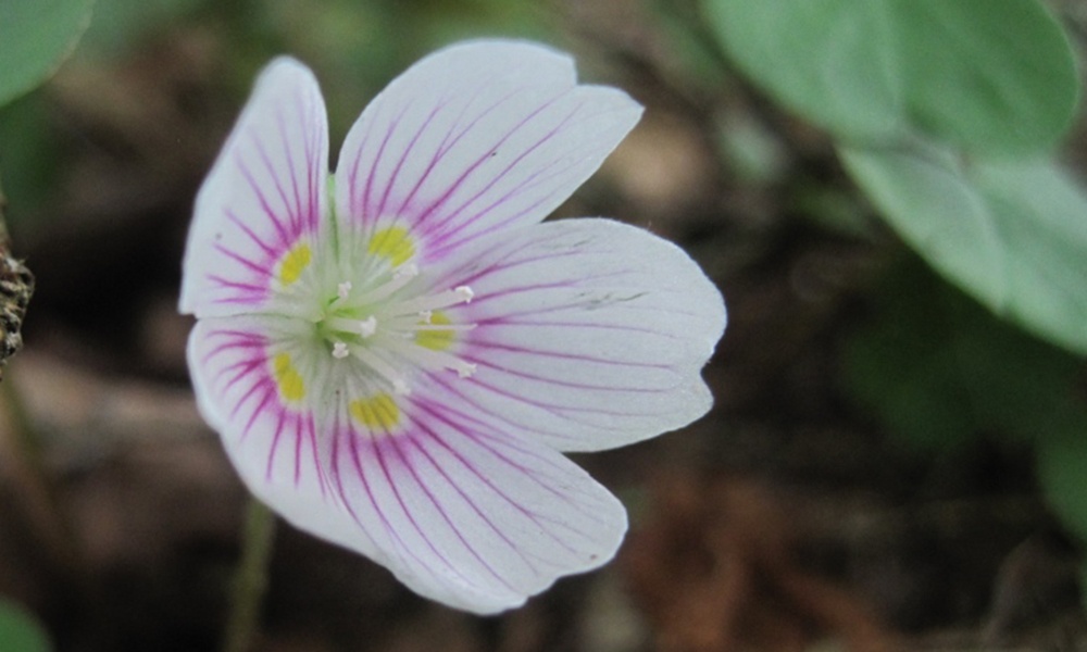 common-wood-sorrel