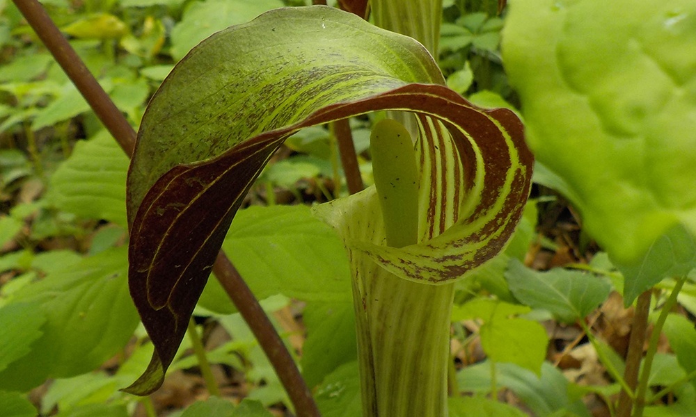 jack-in-the-pulpit