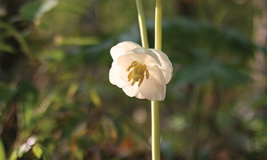 White flowers bloom from midway up the stem.