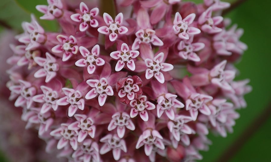 A closeup photo of pink milkweed.