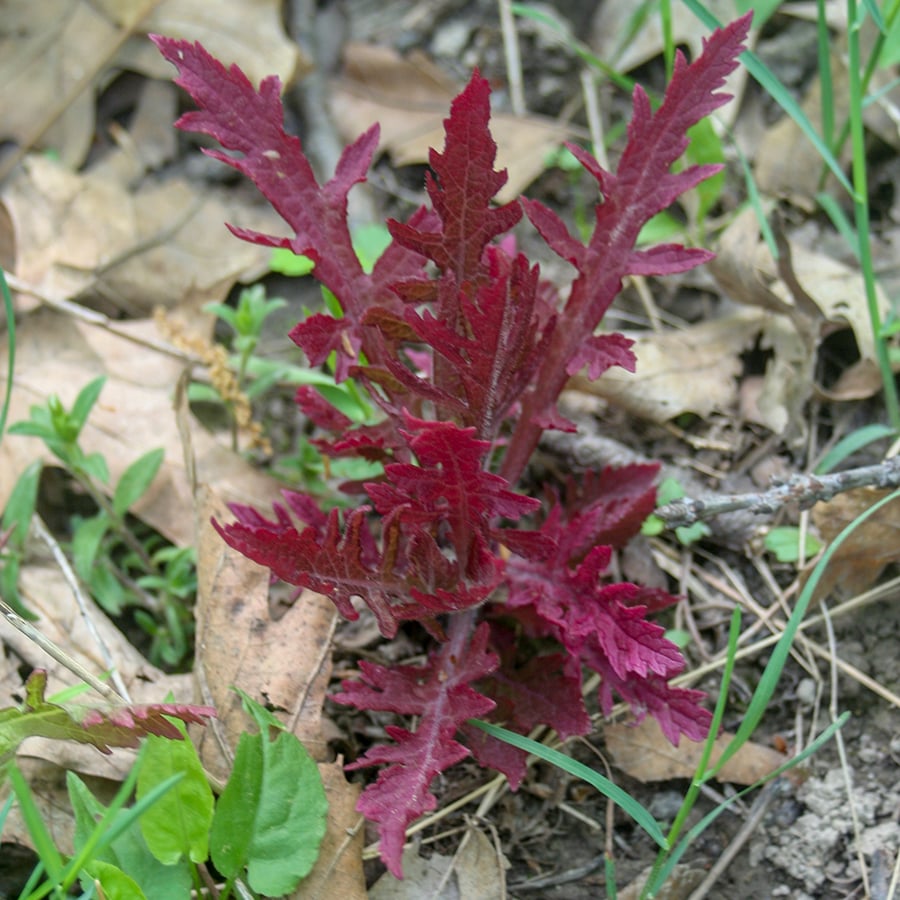 A red plant grows near brown leaves.