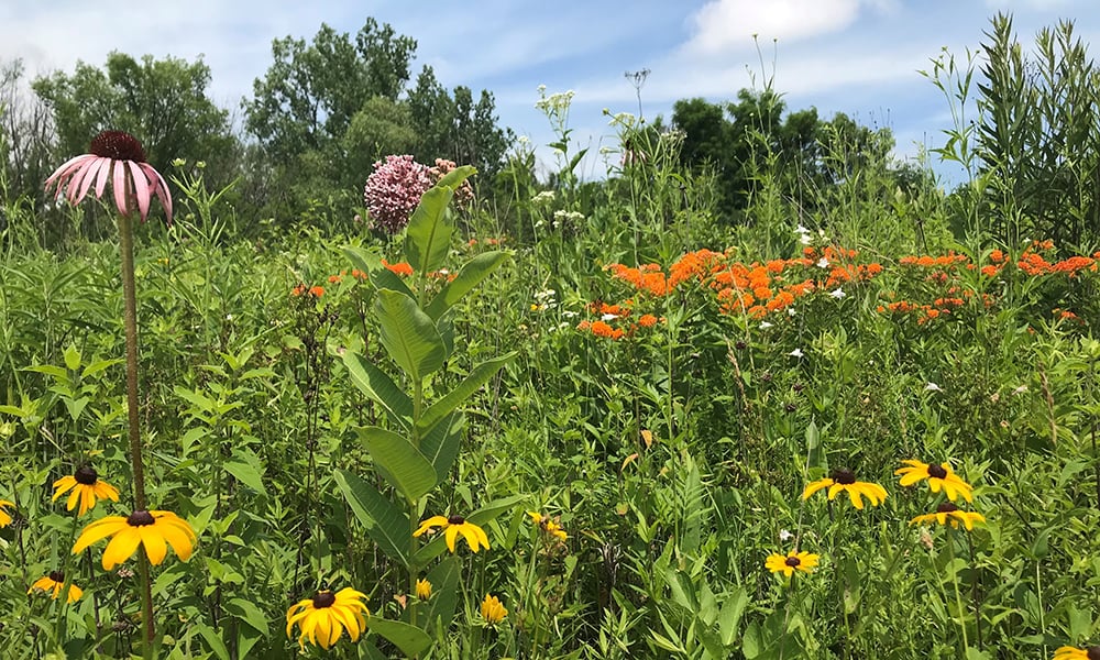 native-plants-Maylsake-1000x600