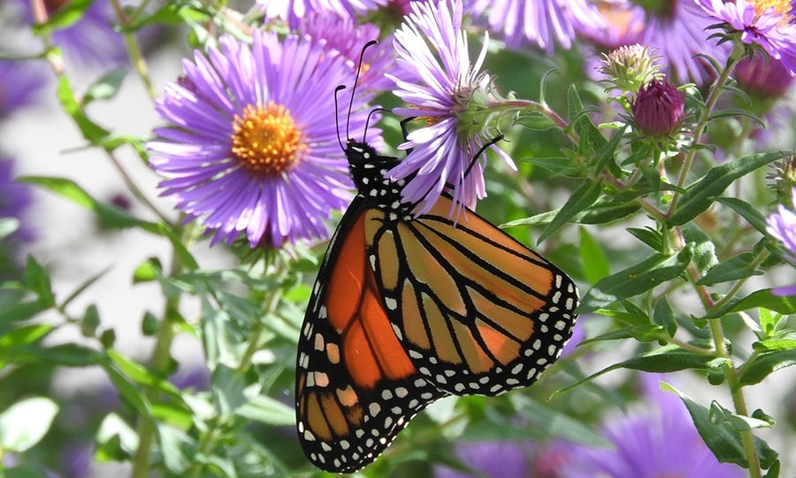 A butterfly lands on a purple flower.