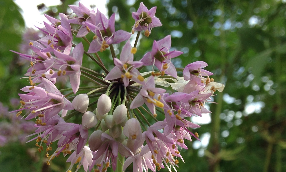 nodding-wild-onion