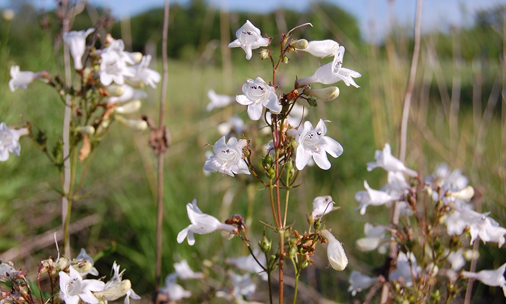 penstemon-digitalis-jpoyston