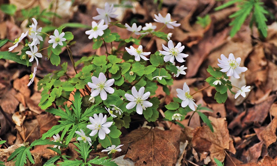 White flowers of Rue anemone can be found in oak woodlands.