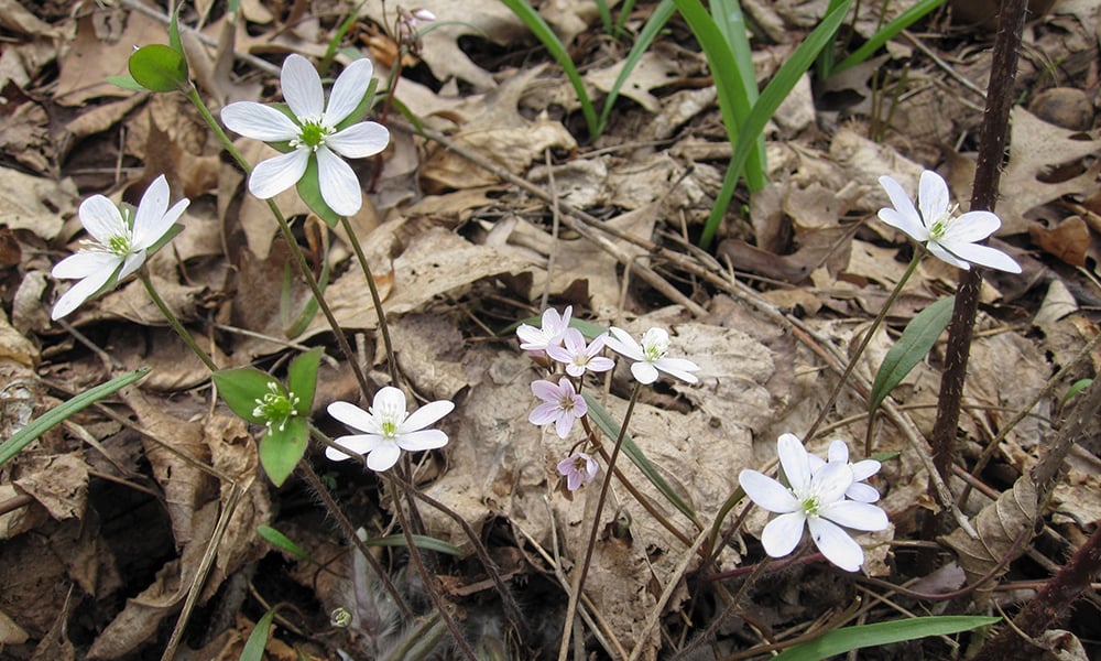 sharp-lobed-hepatica-2