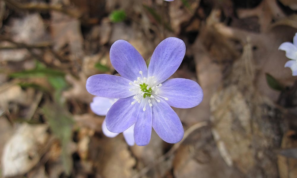 sharp-lobed-hepatica