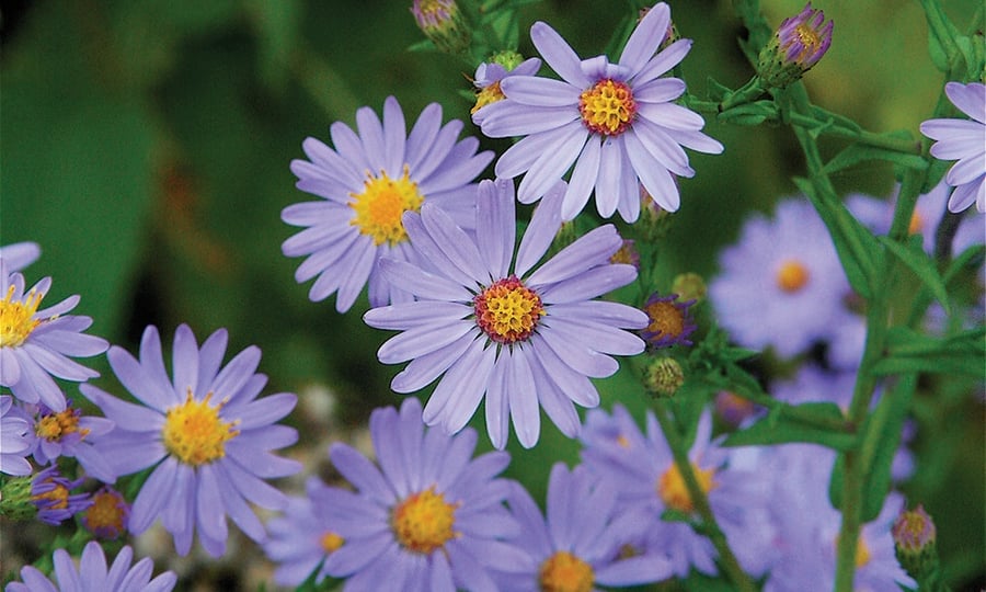 The lavender pets of asters spread in a star shape.