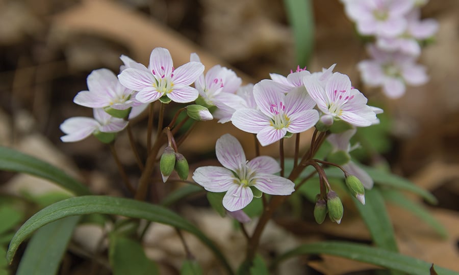 White flowers have pink lines on their petals.