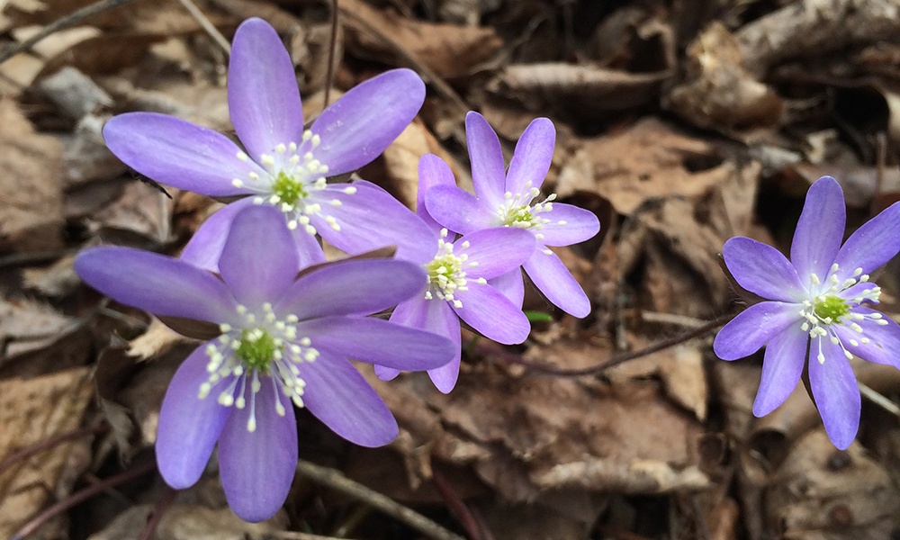 spring-beauty