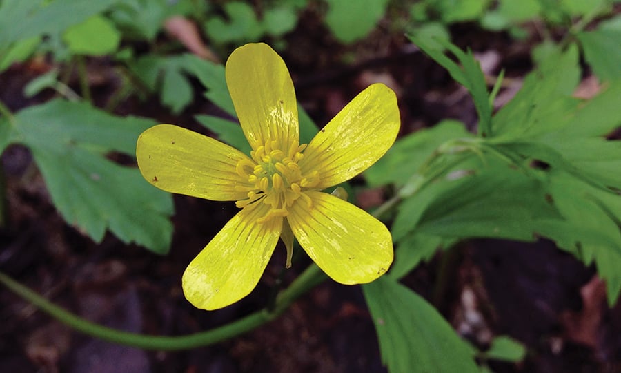 A five-petalled yellow flower.